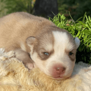 Pomsky Puppies For Sale In MN