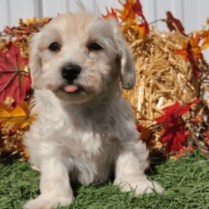 Maltipoo Puppies For Sale Under $400