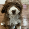 Aussiedoodle Puppies For Sale In Ohio
