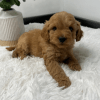 Goldendoodle  Puppies For Sale Under $500
