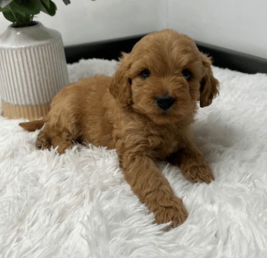 Goldendoodle  Puppies For Sale Under $500