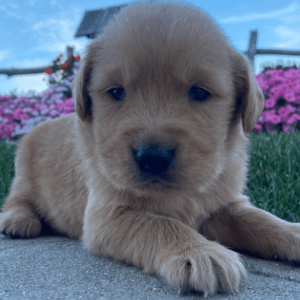 Golden Retriever puppies ohio under $500