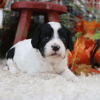 Cavapoo puppies for sale under $1000