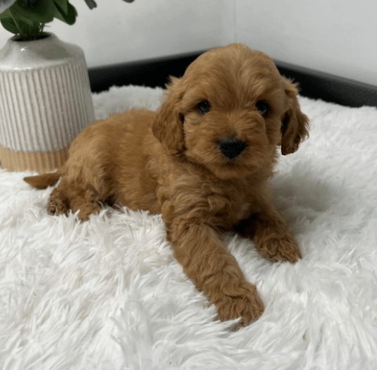 White Goldendoodle Puppies