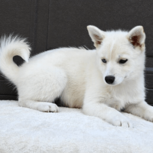 Pomsky Puppies For Sale In MI