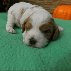 Cavapoo Puppies For Sale Under $1000