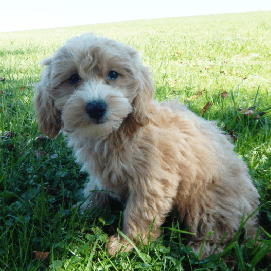 Maltipoo Puppies For Sale Ohio
