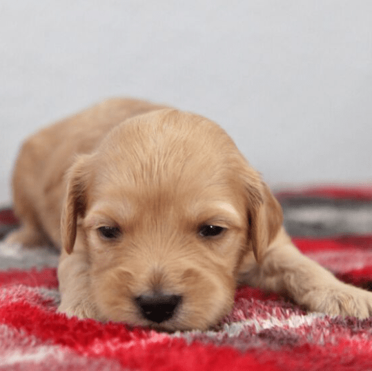 Goldendoodle puppies for sale in NJ