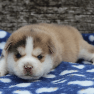 Pomsky Puppies For Sale Ohio