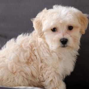 Maltipoo Puppies For Sale Under $2000