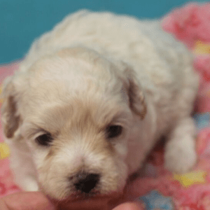 Maltipoo Puppies For Sale Alabama