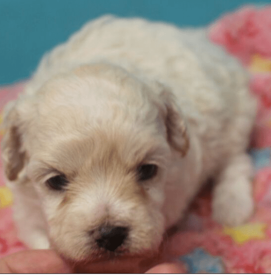 Maltipoo Puppies For Sale Alabama