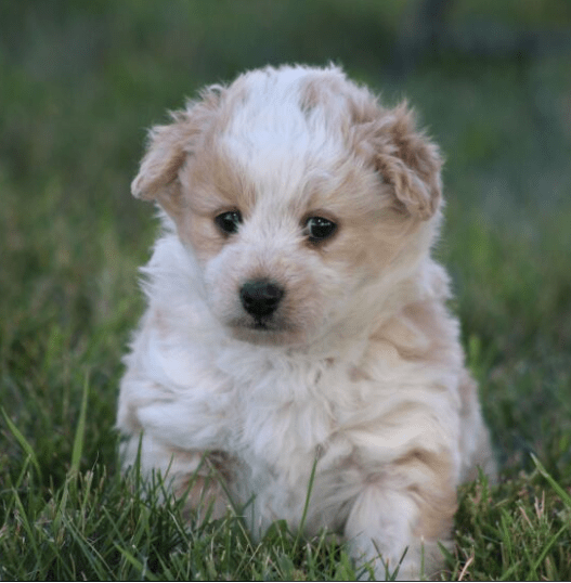 Aussiedoodle Puppies For Sale In Texas