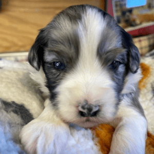 Australian Shepherd puppies for sale under $500 Colorado