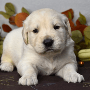 Golden Retriever Puppies For Sale MN