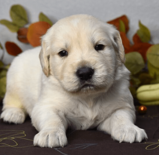 Golden Retriever Puppies For Sale MN
