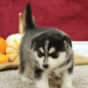 Pomsky puppies For Sale In California