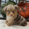 Aussiedoodle Puppies For Sale TN