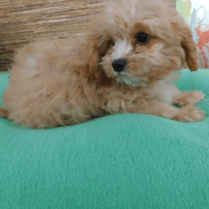 Cavapoo Puppies For Sale Under $1500
