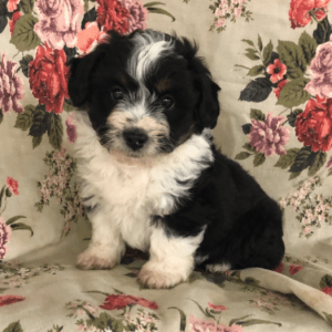 Aussiedoodle Puppies For Sale Pennsylvania