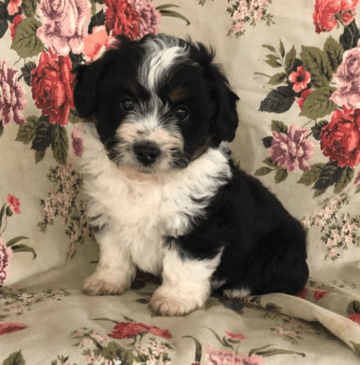 Aussiedoodle Puppies For Sale Pennsylvania