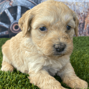 Goldendoodle Puppies For Sale California