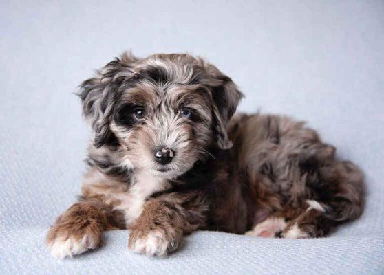 aussiedoodle puppies for sale near me