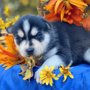 Pomsky Puppies For Sale NC
