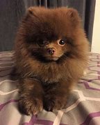 Brown Pomeranian Puppy
