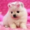 Pink Pomeranian puppy For Sale