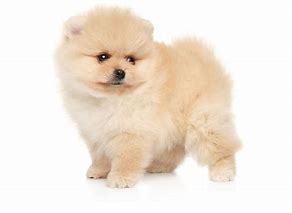 pomeranian puppies for sale near me under $500