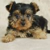 yorkie puppies for $500
