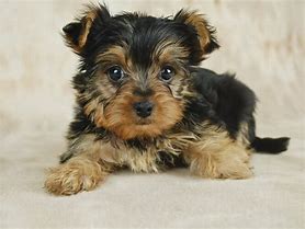 yorkie puppies for $500