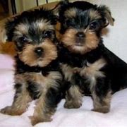 yorkie puppies for Adoption
