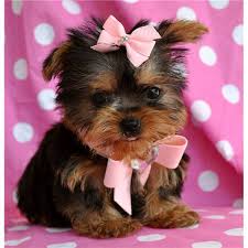 yorkie puppies for free
