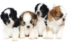 Shih Tzu puppies for sale near me buy owner
