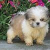 Shih Tzu puppies for sale under $300