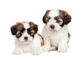 shih tzu puppies near me for sale